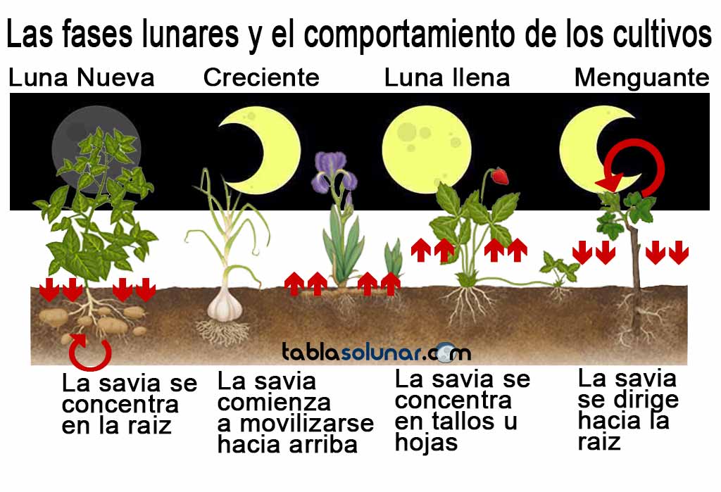 La mejor época para sembrar tomates: Luna menguante para una cosecha exitosa