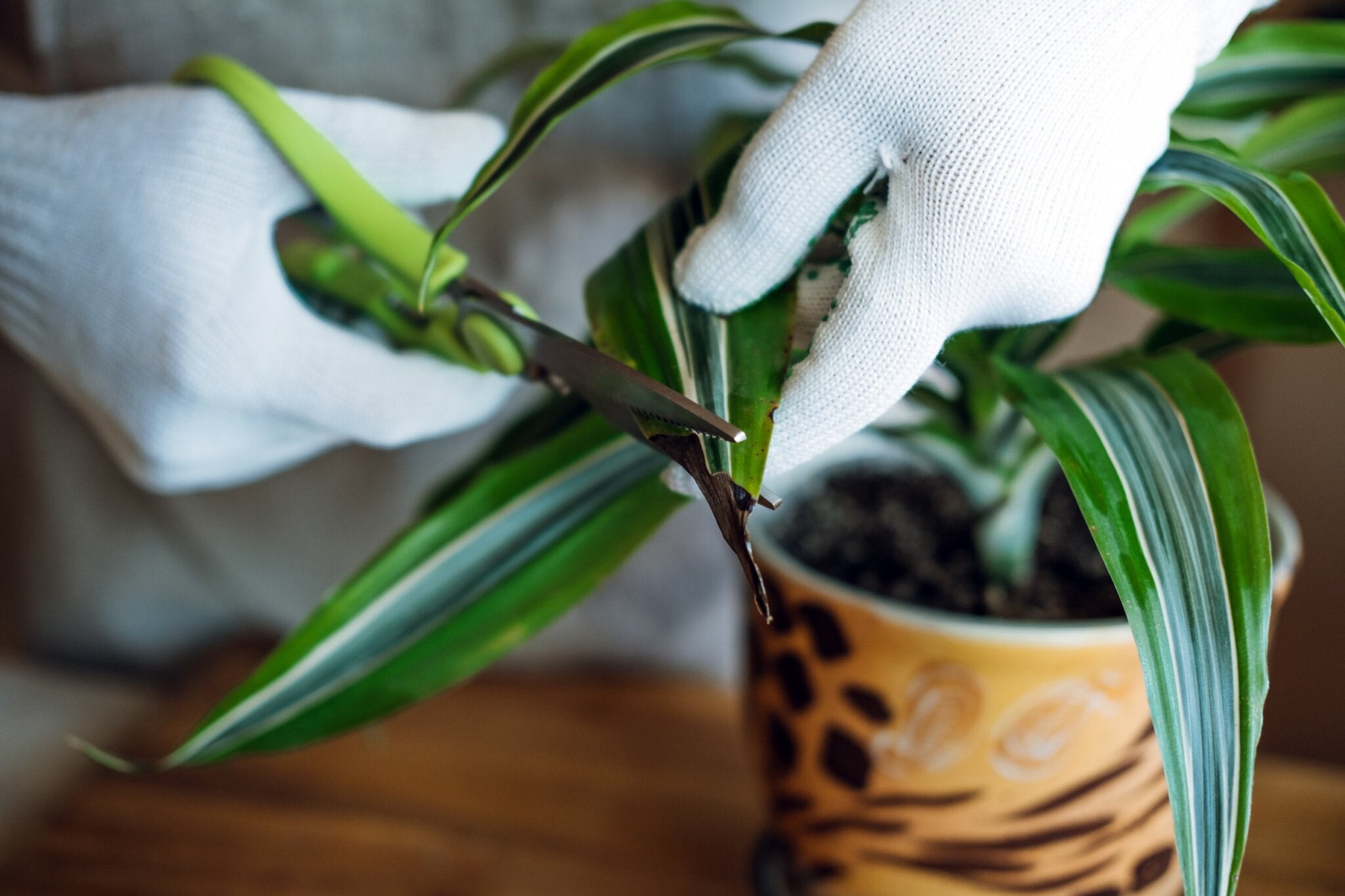 La Planta de la Felicidad: Descubre los Secretos para Cultivar y Cuidar esta Maravillosa Flor