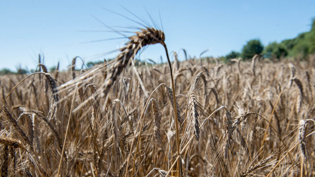 La poderosa combinación: mezcla de trigo y centeno para sembrar con éxito