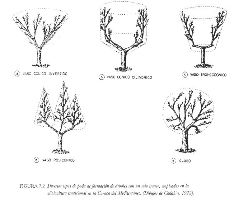 Las maravillosas formas de podar los olivos: una guía completa