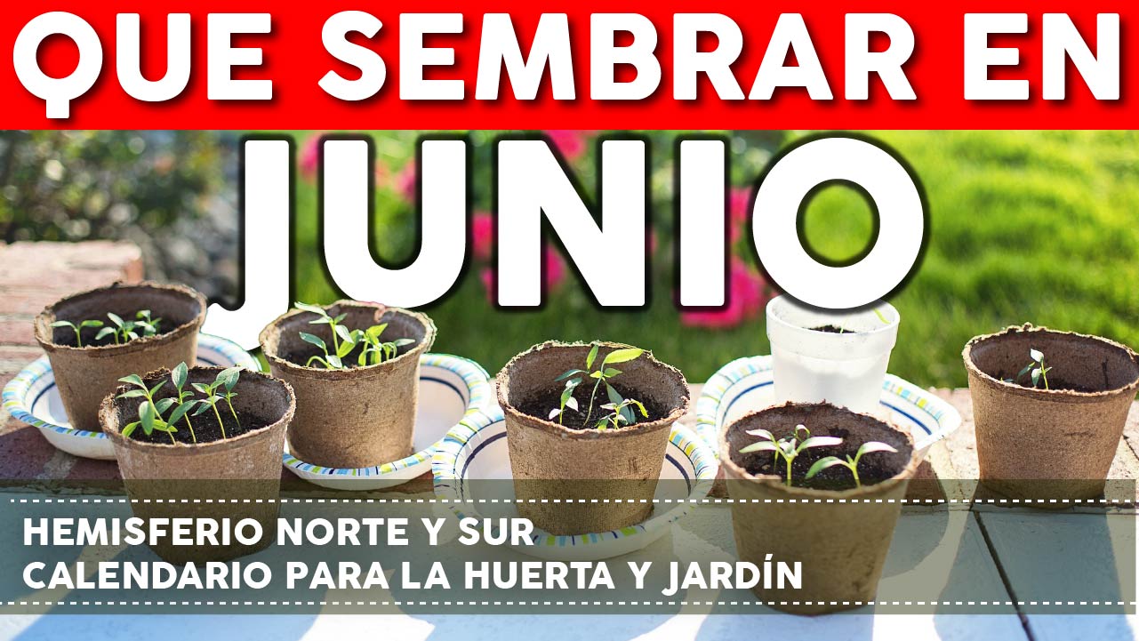 Las mejores opciones de siembra en junio en España: descubre qué plantar para un jardín fructífero