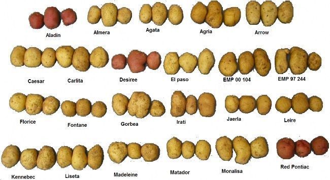 Las mejores variedades de patatas para sembrar y cultivar en tu huerto