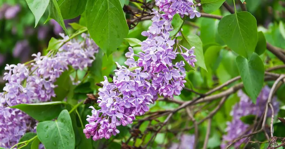 Lilo árbol: características, cultivo y cuidados para disfrutar de su belleza en el jardín