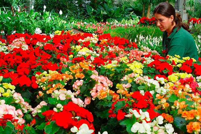 ¡Llegó mayo! Descubre qué sembrar en este mes para tener un jardín floreciente