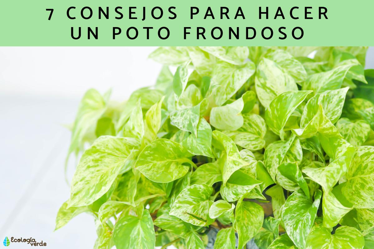 Logra un Poto Frondoso: Aprende cómo hacerlo paso a paso