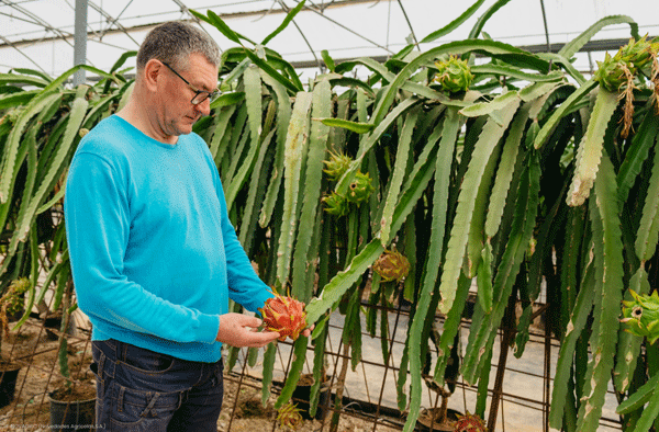 Pitaya en España: Descubre cómo cultivar y disfrutar de esta exótica fruta en tu propio huerto