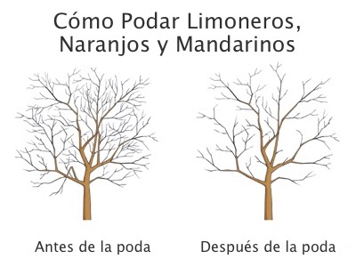 Poda de limoneros: cuándo y cómo realizarla para favorecer un crecimiento saludable