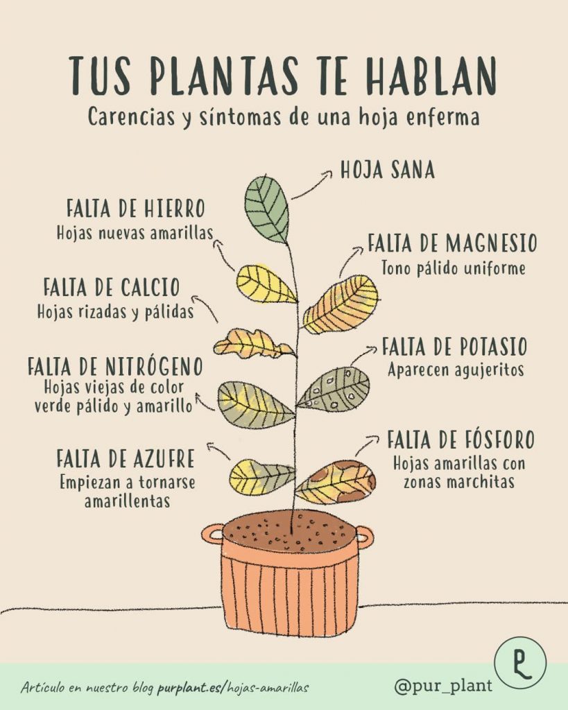 ¿Por qué las hojas de tus plantas de interior se vuelven amarillas? Causas y soluciones