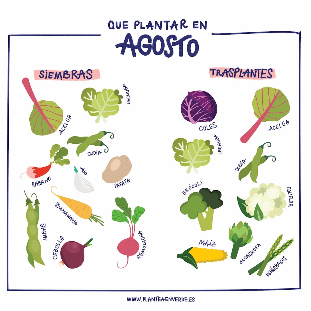 Qué plantar en agosto: Cultivos ideales para sembrar en este mes