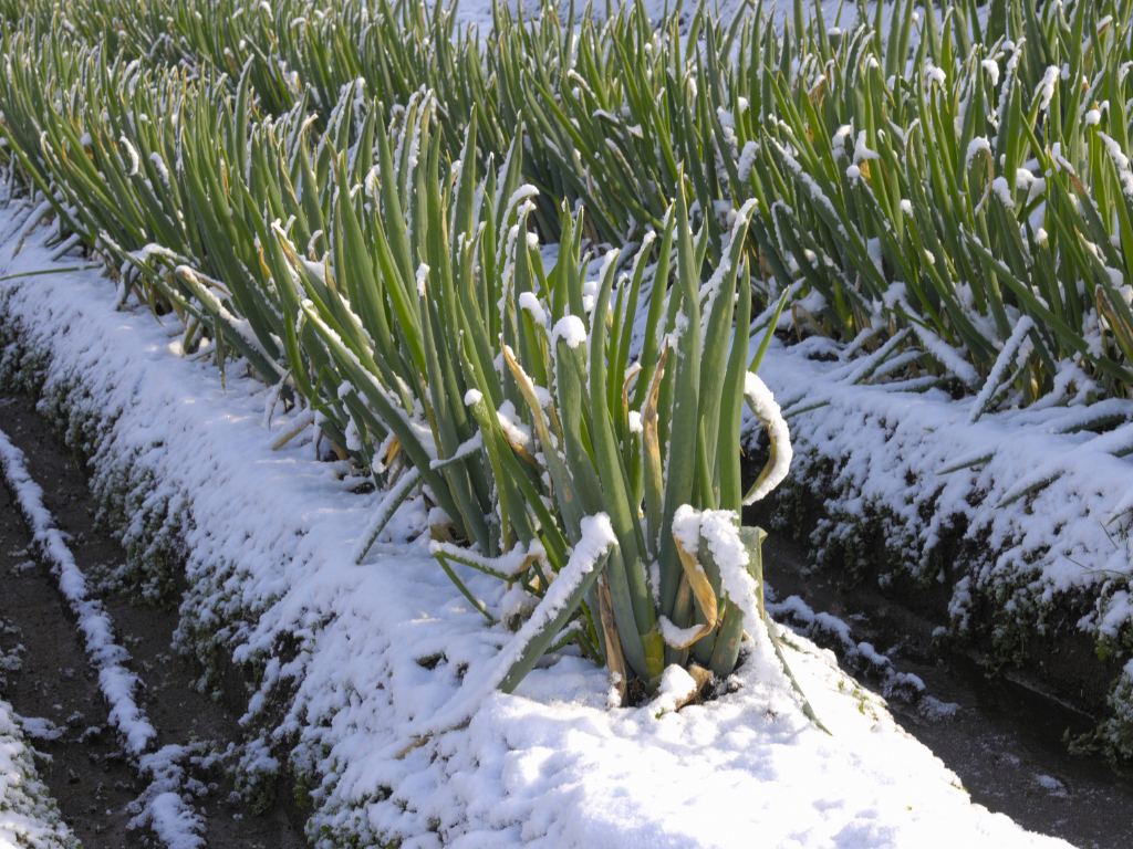 ¿Qué se puede sembrar en invierno? Aprovecha la temporada para cultivar estos cultivos resistentes al frío