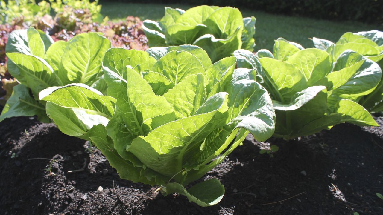 Qué se Puede Sembrar Hoy: Las Mejores Opciones para Cultivar en tu Jardín