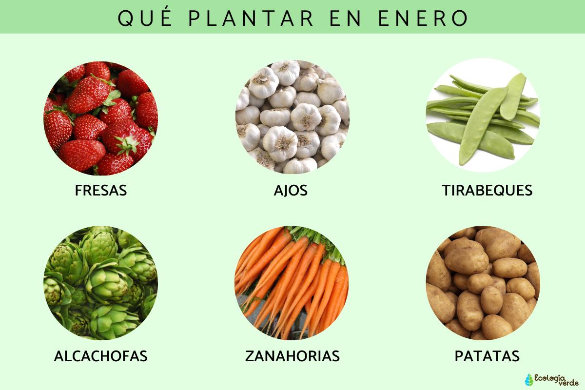 Qué sembrar en enero en España: Guía completa para el éxito de tu huerto