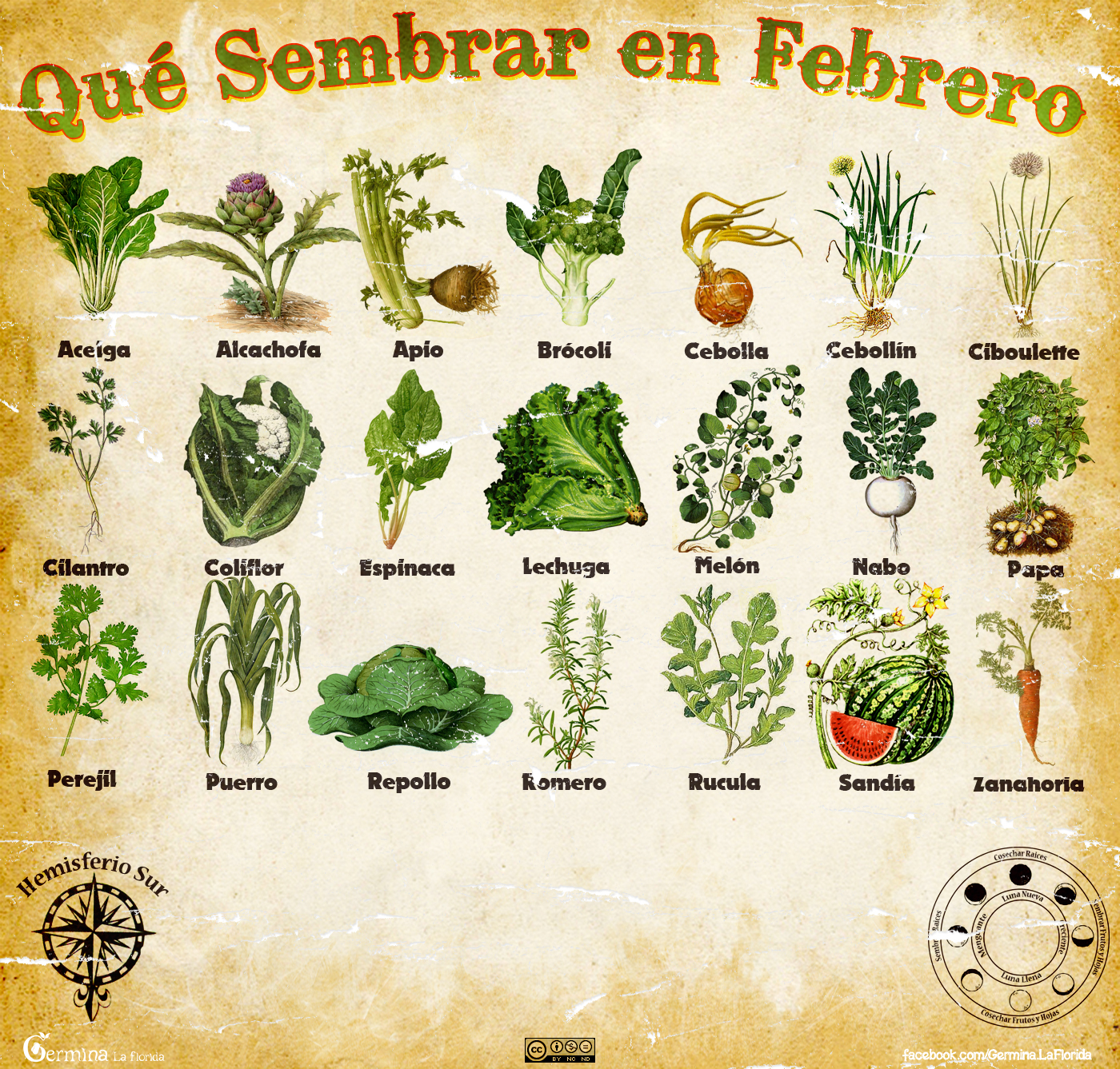 ¿Qué sembrar en febrero? Descubre las mejores opciones para cultivar en este mes