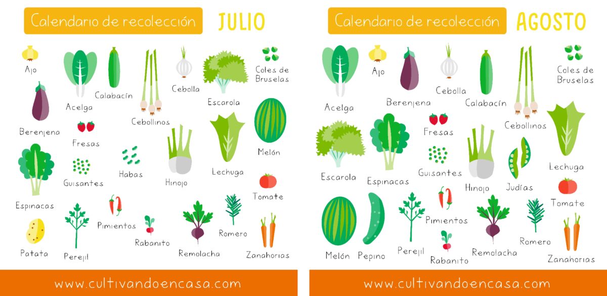 Qué sembrar en julio: cultivos ideales para el verano