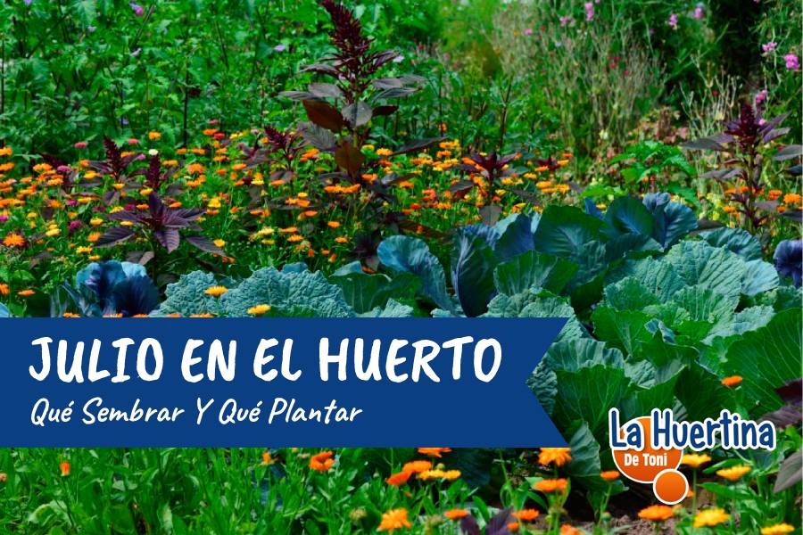 Qué sembrar en julio: opciones ideales para cultivar en tu huerto