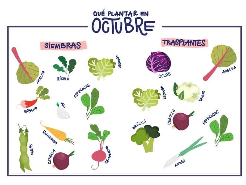 Qué sembrar en octubre en Andalucía: consejos para una cosecha exitosa