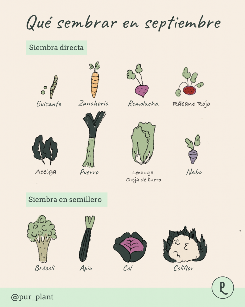 Qué sembrar en septiembre: opciones ideales para cultivar en otoño