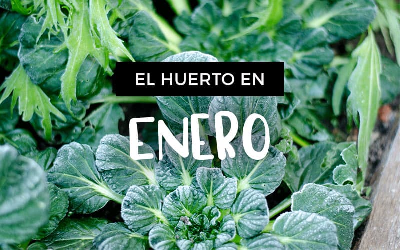 Sembrar en enero: consejos y plantas ideales para comenzar el año con un huerto floreciente