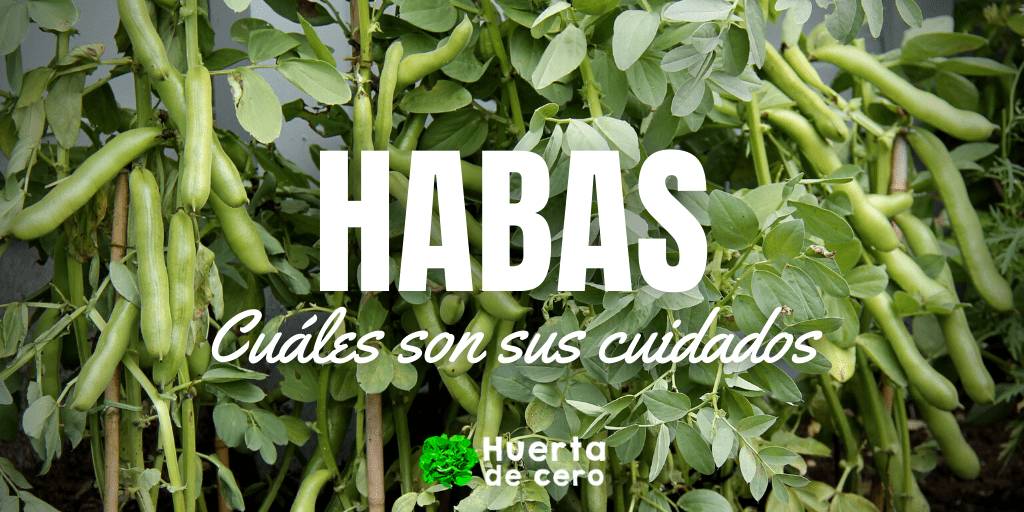 Sembrar habas en otoño: consejos para un cultivo exitoso