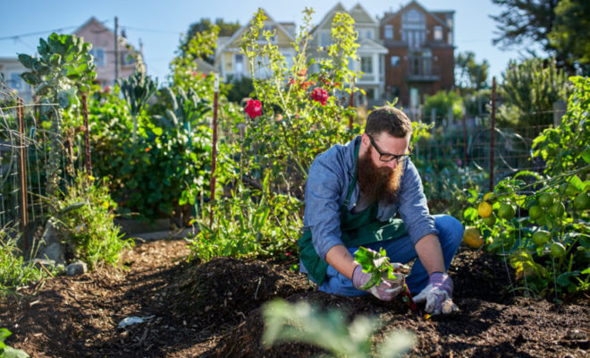 Sembrar la tierra: Aprende cómo cultivar tus propios alimentos de forma sostenible