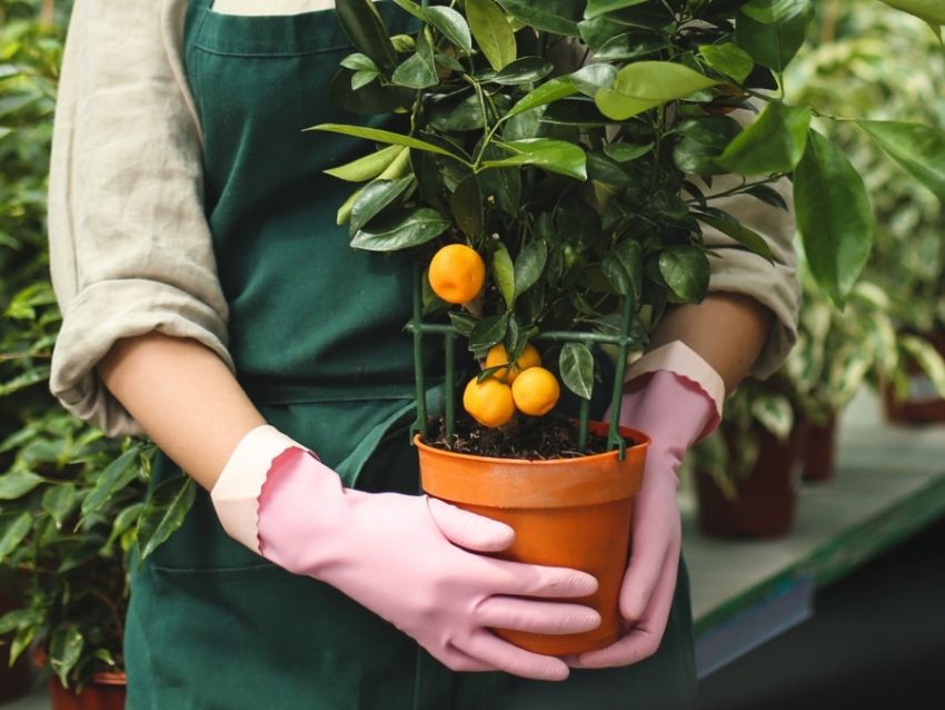 Todo lo que necesitas saber para plantar mandarinas en tu huerto