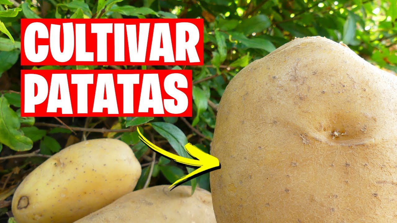 Todo lo que necesitas saber para sembrar patatas con éxito: consejos y técnicas infalibles