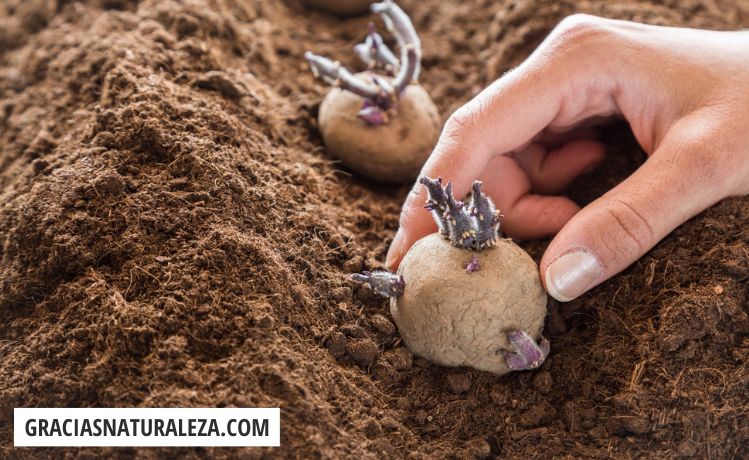 Todo lo que necesitas saber para sembrar patatas en caballones y obtener una cosecha abundante