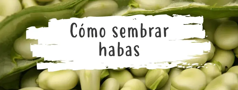 Todo lo que necesitas saber sobre semillas de habas para sembrar: consejos, cuidados y trucos